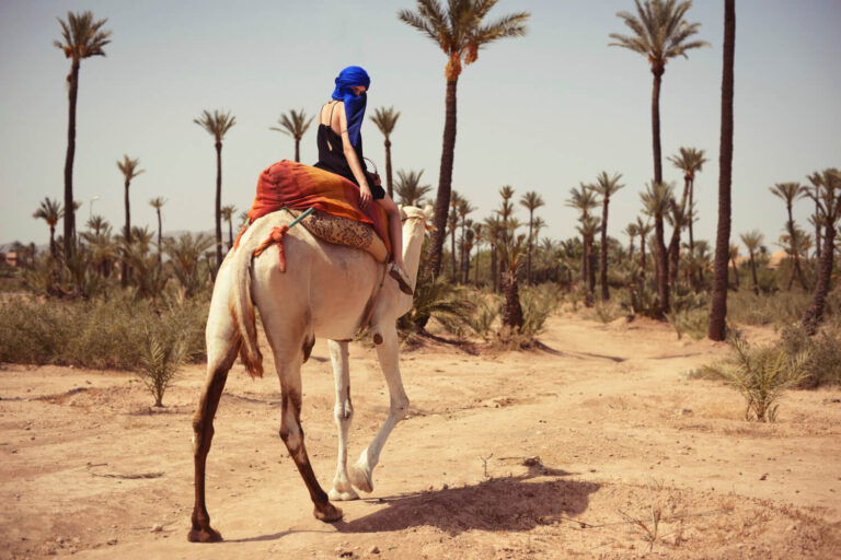 marrakech-half-day-camel-ride-in-palm-grovehkhffh
