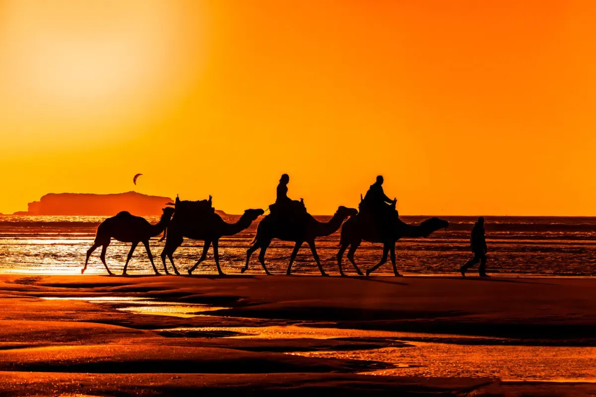 Sunset on Essaouira beach with camels during a private Luxury Essaouira Tour
