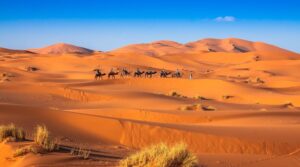 Camel caravan crossing the sand dunes of the Sahara Desert at sunset near Merzouga