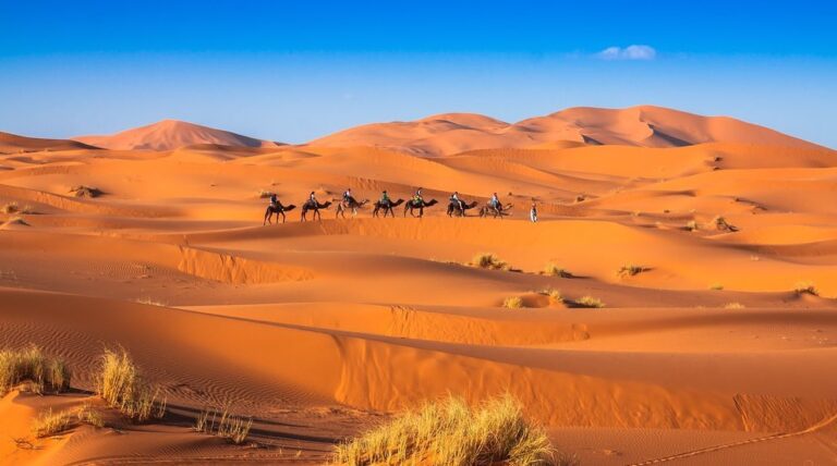 Camel caravan crossing the sand dunes of the Sahara Desert at sunset near Merzouga