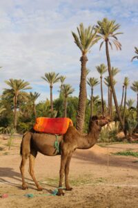 marrakech private tours