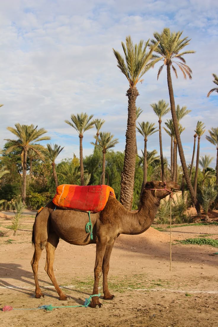 marrakech private tours