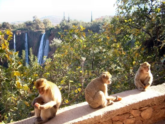 Ouzoud Waterfalls Private Day Trip from Marrakech
